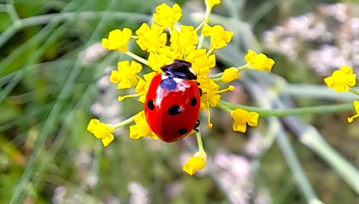 © Sabine Behrens © Sabine Behrens